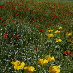 Glaucium squamigerum & Roemeria refracta